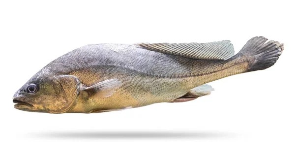 Corvina