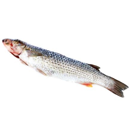 Salmonete