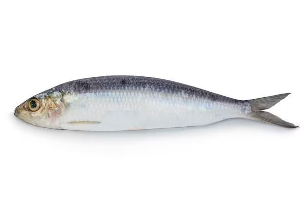Sardina Fresca