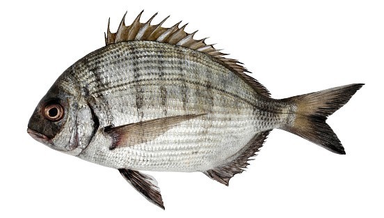 Dorada Salvaje