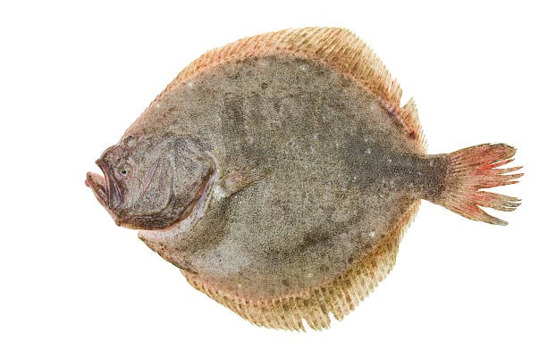 Rodaballo