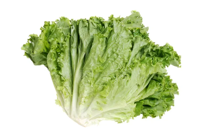 Lechuga romana en conserva