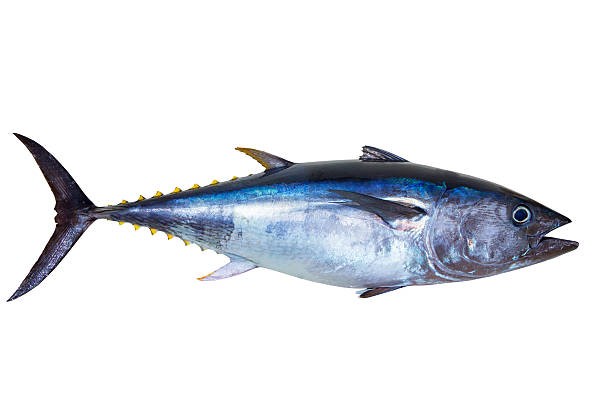 Atún claro