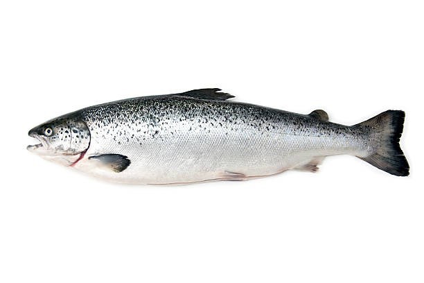 Salmón Fresco Entero