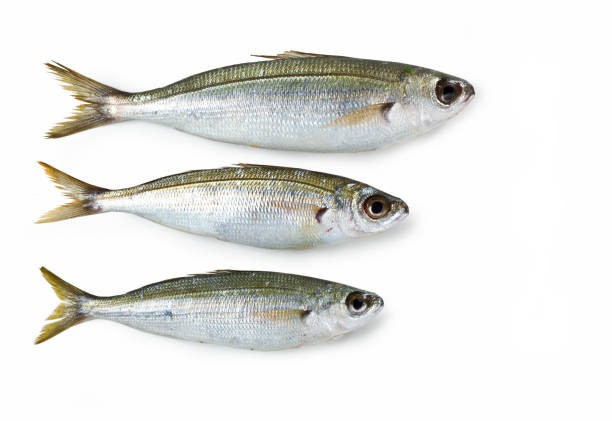 Boga