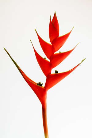 Heliconia