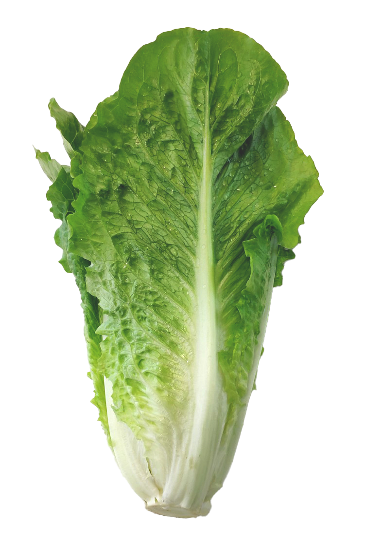 Lechuga Romana
