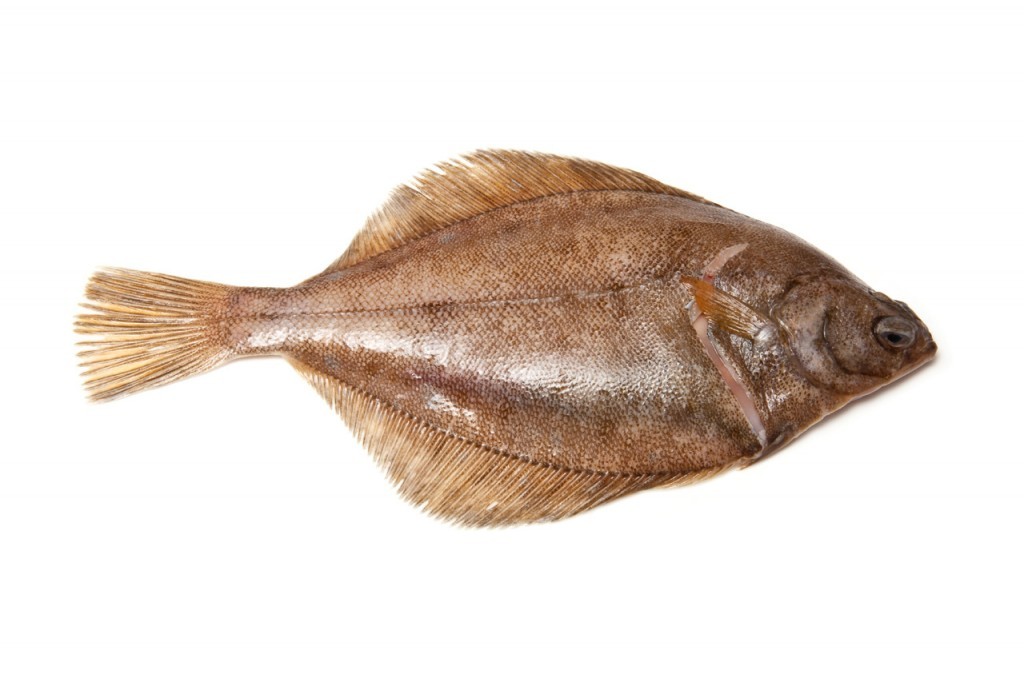 Lenguado