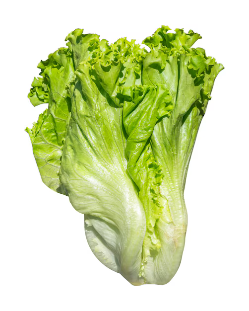 Lechuga Romana