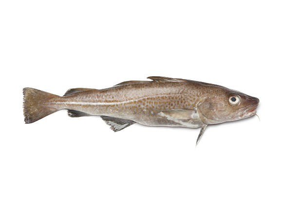 Bacalao fresco