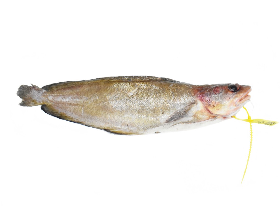 Brótola