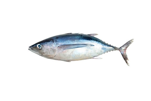 Bonito del norte