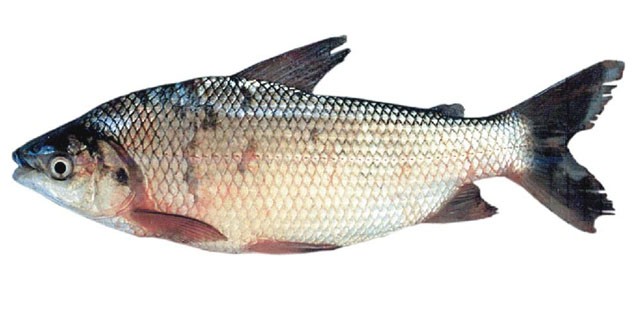 Sábalo